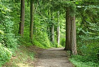 Free trees and greenery image, public domain nature CC0 photo.