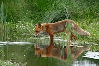 Free red fox drinking water image, public domain animal CC0 photo.