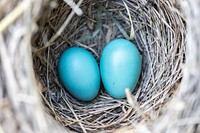 Free blue eggs image, public domain robin bird CC0 photo.