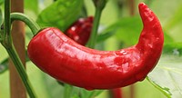 Free red chili pepper on tree photo, public domain yyy CC0 image.