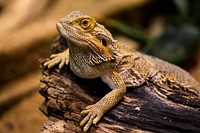 Free lizard image, public domain animal CC0 photo.