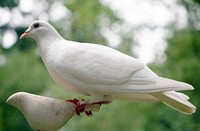 Free dove in forest close up photo, public domain animal CC0 image.