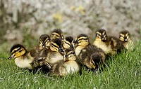 Free ducklings walking on grass image, public domain animal CC0 photo.