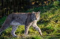 Free lynx image, public domain wild animal CC0 photo.