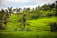 Nature scenery, forest,garden, green trees photo, free public domain CC0 image.