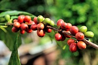 Free coffee beans & tree image, public domain food & beverage CC0 photo.