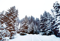 Free winter snow trees photo, public domain winter CC0 image.