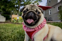 Free pug dog image, public domain animal CC0 photo.