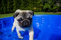 Free pug dog image, public domain animal CC0 photo.