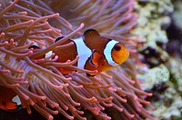 Free clown fish image, public domain animal CC0 photo.