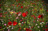 Free red poppy image, public domain flower CC0 photo.