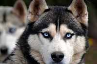 Free siberian husky dog image, public domain animal CC0 photo.