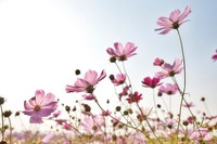 Free cosmos field image, public domain flower CC0 photo.