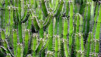 Free green cactus public domain CC0 photo.