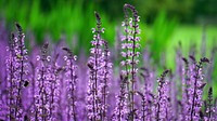 Free sage flower image, public domain nature CC0 photo.