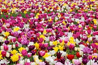 Free tulips field image, public domain flower CC0 photo.