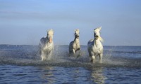 Free white horse galloping image, public domain CC0 photo.