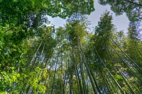 Free tree tops image, public domain nature CC0 photo.