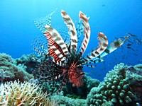 Free  lionfish image, public domain animal CC0 photo.