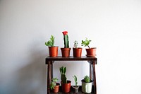 Small cactus plants on shelf, free public domain CC0 image.