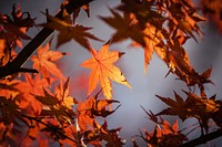 Free closeup on autumn leaves on tree photo, public domain nature CC0 image.