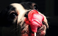 Free close up bulldog's face with tongue out image, public domain animal CC0 photo.