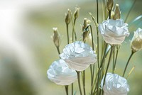 Free white lisianthus image, public domain flower CC0 photo.