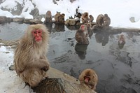 Free group of snow monkey in hot spring image, public domain animal CC0 photo.