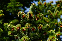 Free fir trees needles cone pines image, public domain nature CC0 photo.