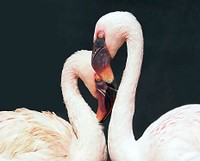 Free two white flamingos, heart, love birds photo, public domain animal CC0 image.