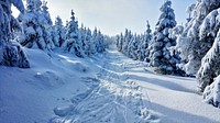 Free snowy forest image, public domain winter CC0 photo.