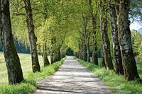 Free forest pathway photo, public domain nature CC0 image.