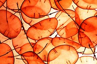 Orange leaves background, free public domain CC0 image.