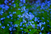 Free blue flower background image, public domain spring CC0 photo.