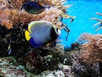 Free colorful reefs and fish image, public domain animal CC0 photo.