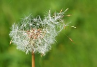 Free dandelion image, public domain flower CC0 photo.