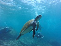 Free sea turtle image, public domain animal CC0 photo.