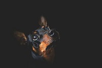 Free doberman puppy image, public domain animal CC0 photo.