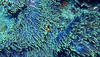 Free hiding clown fish image, public domain animal CC0 photo.