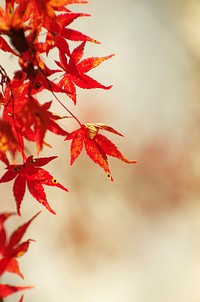 Free autumn leaves image, public domain nature CC0 photo.