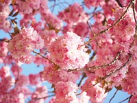 Free pink cherry blossom image, public domain flower CC0 photo.