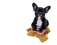 Free black bulldog puppy with treat image, public domain animal CC0 photo.