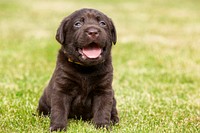 Free black labrador retriever puppy image, public domain animal CC0 photo.