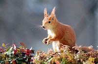 Free squirrel in autumn image, public domain animal CC0 photo.