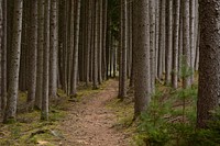 Winter forest photography, free public domain CC0 image.