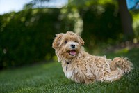 Free morkie dog sitting on grass field image, public domain animal CC0 photo.