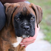 Free bulldog held by hand image, public domain animal CC0 photo.