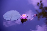 Free water lily image, public domain flower CC0 photo.