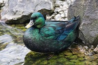 Free emerald duck image, public domain animal CC0 photo.