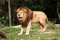 Free pride lion roaring, wildlife image, public domain CC0 photo.